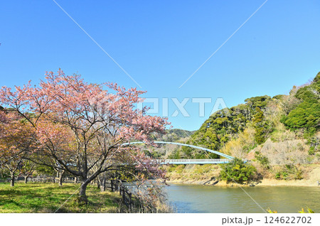 佐久間ダムの湖畔に咲く頼朝桜 佐久間ダムの湖畔に咲く頼朝桜 124622702
