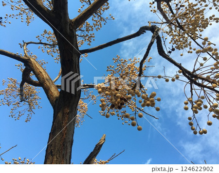 Tree branches with small yellow apples against blue sky. 124622902
