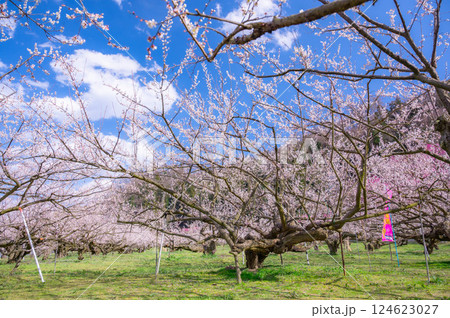 春のろうかく梅園　長野市 124623027