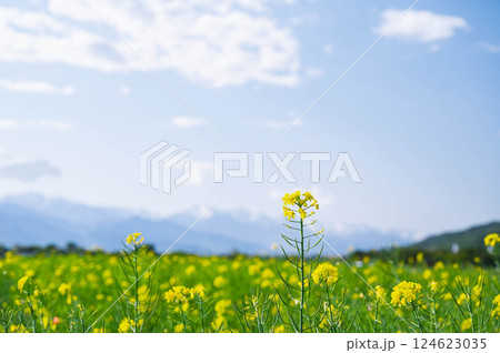 春の菜の花畑 124623035