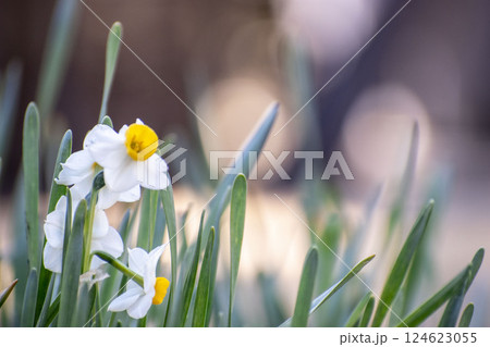 冬の公園に咲くスイセンの花 124623055