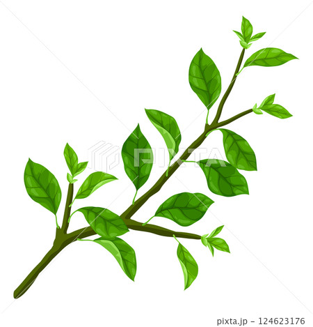 Illustration of branch with leaves. Spring or summer stylized foliage. 124623176