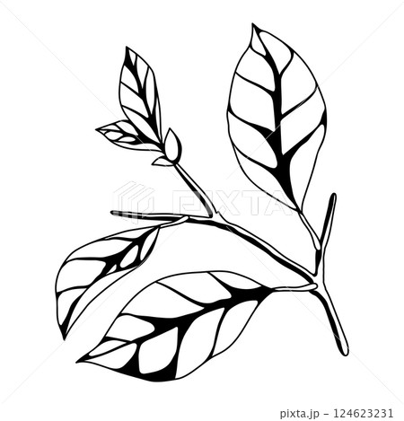 Illustration of branch with leaves. Spring or summer stylized foliage. Illustration of branch with leaves. Spring or summer stylized foliage. 124623231