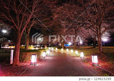 桜の名所 東雲公園のライトアップ/栃木県壬生町 桜の名所 東雲公園のライトアップ/栃木県壬生町 124623299