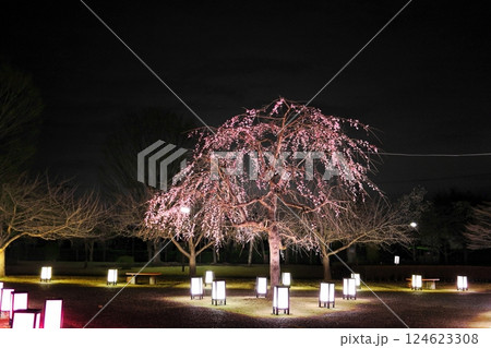 桜の名所 東雲公園のライトアップ/栃木県壬生町 桜の名所 東雲公園のライトアップ/栃木県壬生町 124623308