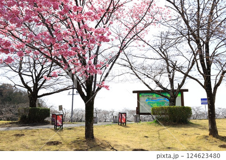 桜の名所 東雲公園/栃木県壬生町 桜の名所 東雲公園/栃木県壬生町 124623480