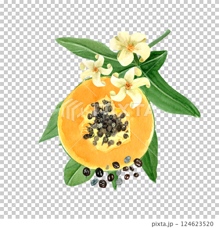 Papaya slice with seeds, leaf and flowers watercolor illustration isolated on white. The hand-painted tropical fruit clip art is perfect for culinary designs, labels, prints, cards, packages menu 124623520