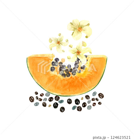 Papaya slice with seeds and flowers watercolor textured illustration isolated on white. The hand-painted tropical fruit clip art is perfect for culinary designs, labels, prints, cards, packages menu Papaya slice with seeds and flowers watercolor textured illustration isolated on white. The hand-painted tropical fruit clip art is perfect for culinary designs, labels, prints, cards, packages menu 124623521