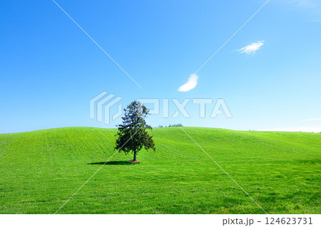 北海道富良野市八幡丘にある春よ来いの木 北海道富良野市八幡丘にある春よ来いの木 124623731