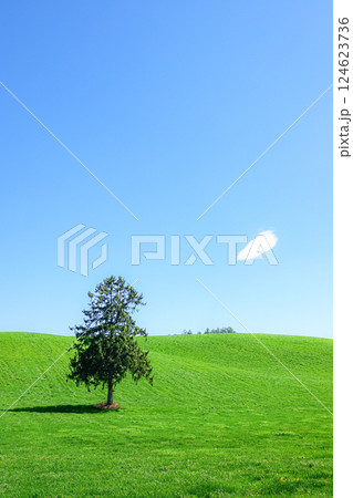 北海道富良野市八幡丘にある春よ来いの木 124623736