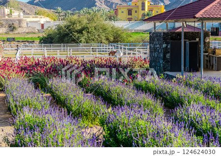 Wild flowers in a sunny spring day 124624030
