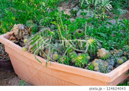 Plants and cactus in garden Plants and cactus in garden 124624043