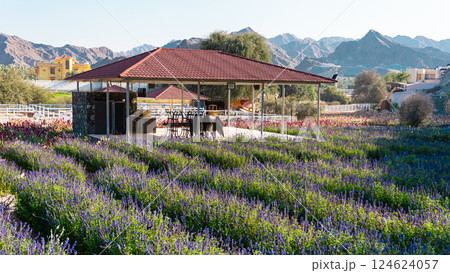 Wild flowers in a sunny spring day Wild flowers in a sunny spring day 124624057