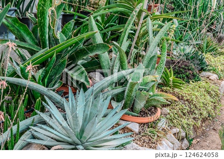 Garden wheelbarrow plants Garden wheelbarrow plants 124624058