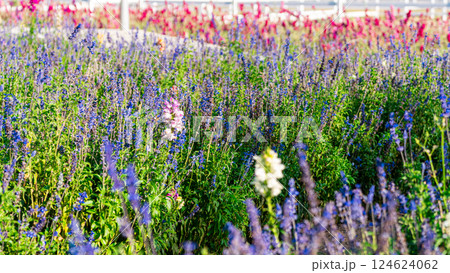 Wild flowers in a sunny spring day Wild flowers in a sunny spring day 124624062