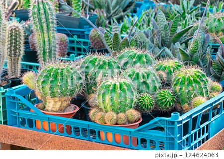 Plants and cactus in garden 124624063