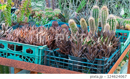 Plants and cactus in garden 124624067