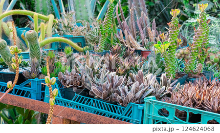 Plants and cactus in garden 124624068