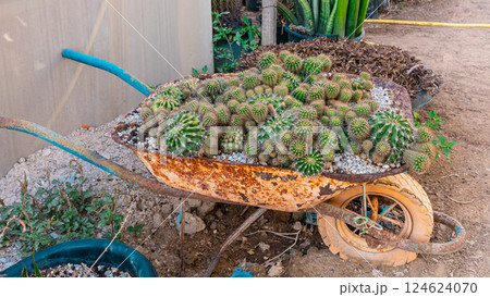 Garden wheelbarrow plants 124624070