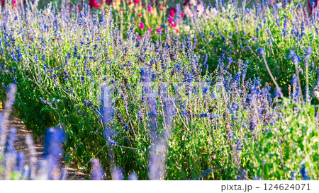 The boundless field, blooming colorful garden buttercups. The magnificent garden buttercups 124624071