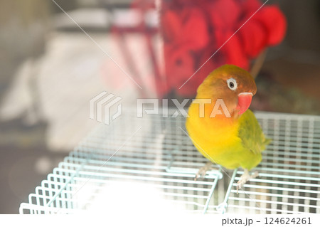 ボタンインコ ボタンインコ 124624261
