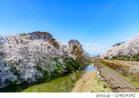 山形城　桜満開 124624342