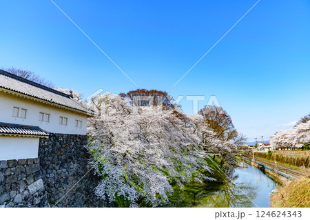 山形城 桜満開 山形城 桜満開 124624343