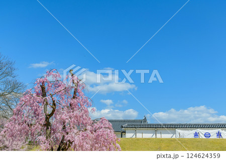 山形城 桜満開 山形城 桜満開 124624359