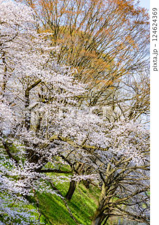 山形城 桜満開 山形城 桜満開 124624369