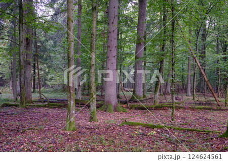 Summertime deciduous forest with broken old trees 124624561