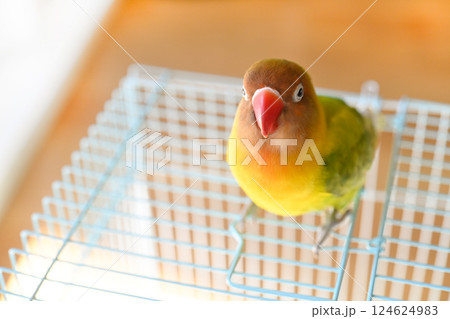 ボタンインコ 124624983