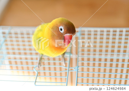 ボタンインコ 124624984