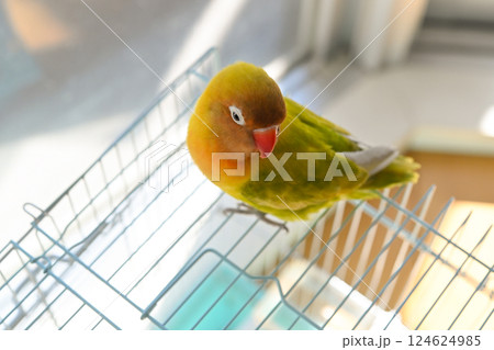 ボタンインコ 124624985