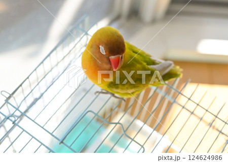 ボタンインコ 124624986