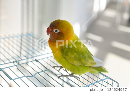 ボタンインコ 124624987