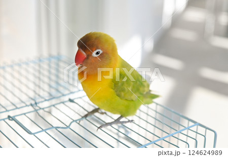 ボタンインコ 124624989