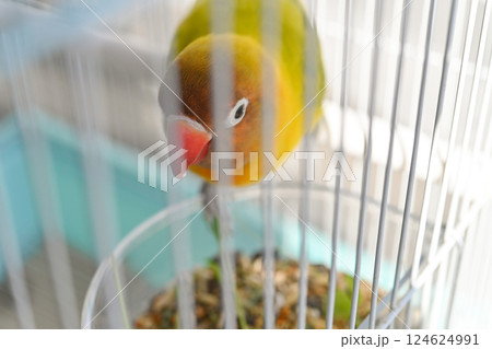 ボタンインコ 124624991