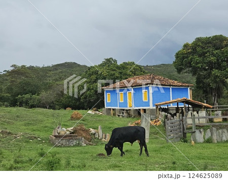 Old wooden house in the countryside of Brazil, farm ranch with cows Old wooden house in the countryside of Brazil, farm ranch with cows 124625089