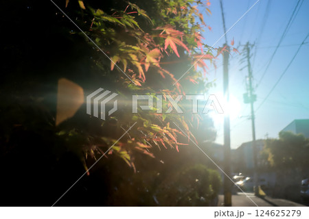 秋のはじめの紅葉と太陽の光 秋のはじめの紅葉と太陽の光 124625279