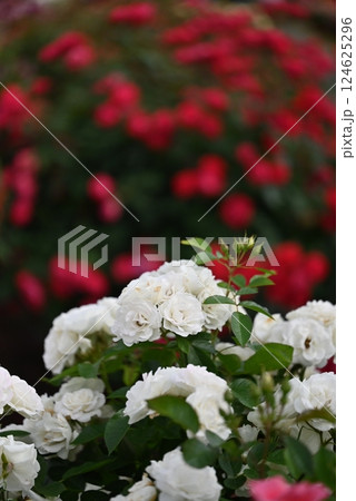 白いバラの背景にあかい群生が映える 白いバラの背景にあかい群生が映える 124625296