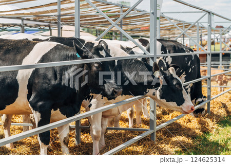 Close-up portrait of a young Holstein cow Close-up portrait of a young Holstein cow 124625314