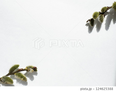 Close-Up of Fuzzy Willow Catkins Against White Background Close-Up of Fuzzy Willow Catkins Against White Background 124625388