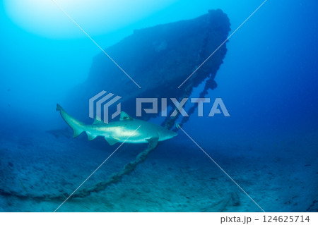 沈船を泳ぐシロワニ　小笠原　東京都 124625714