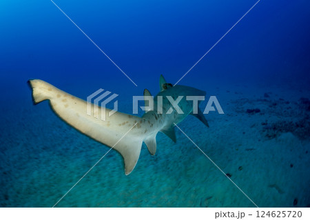 シロワニ　小笠原　東京都 124625720