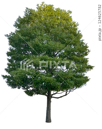 大きな木の切抜き（背景透過）	 124625782