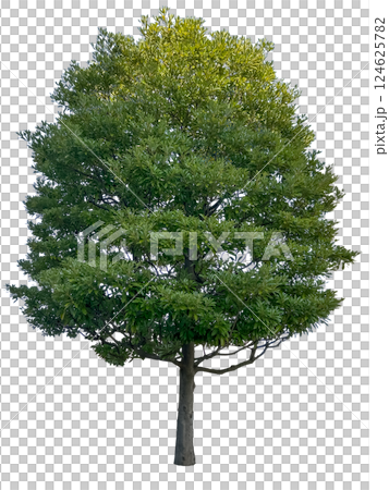 大きな木の切抜き（背景透過）	 124625782