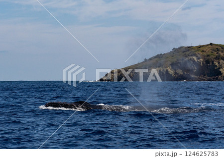 ザトウクジラ 小笠原 東京都 ザトウクジラ 小笠原 東京都 124625783