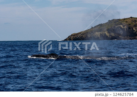 ザトウクジラ　小笠原　東京都 124625784