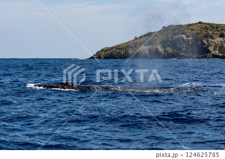 ザトウクジラ 小笠原 東京都 ザトウクジラ 小笠原 東京都 124625785