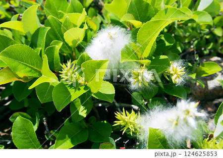 ミヤマヤナギのふわふわの柳絮 124625853